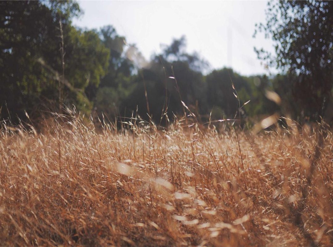 Getting the Best Deal: Practical Tips for Exchanging Pesos