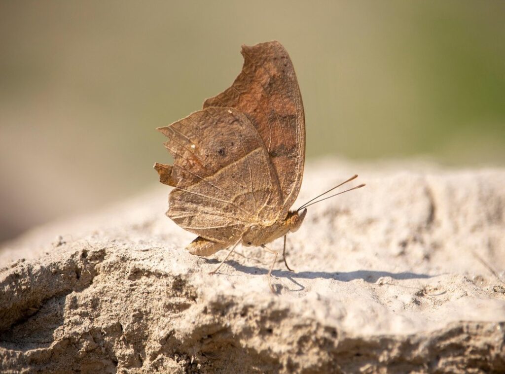 packing smart adventurer