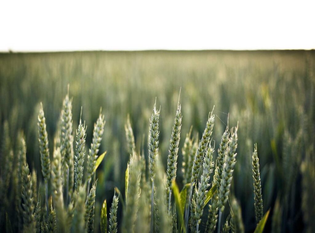 wallpaper:y1c5pjg5svg= duck