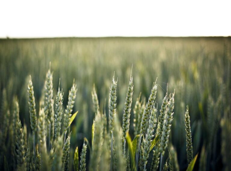 wallpaper:y1c5pjg5svg= duck